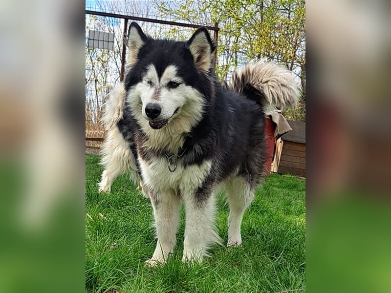 Logan ( * 02.2021 ) sucht seine Menschen