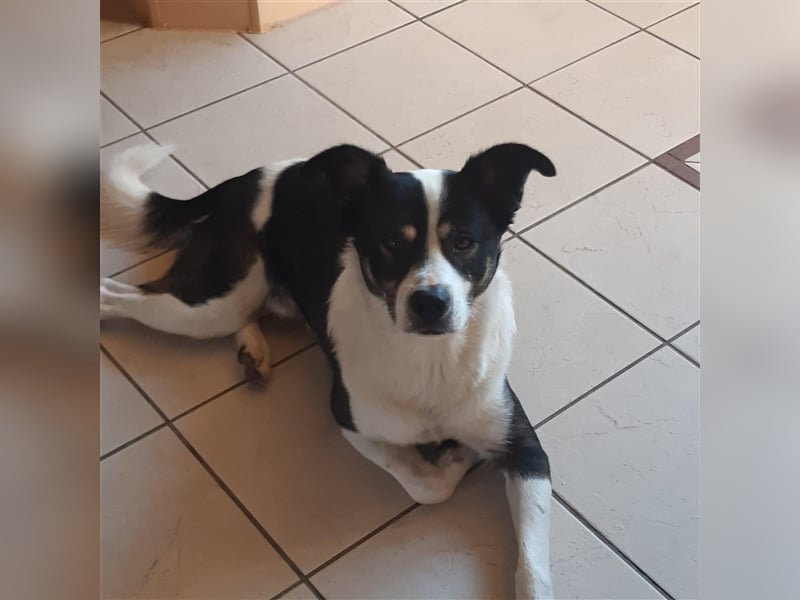 Kalle sucht für immer Zuhause