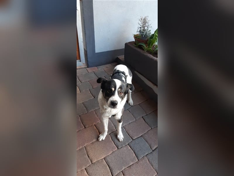 Kalle sucht für immer Zuhause