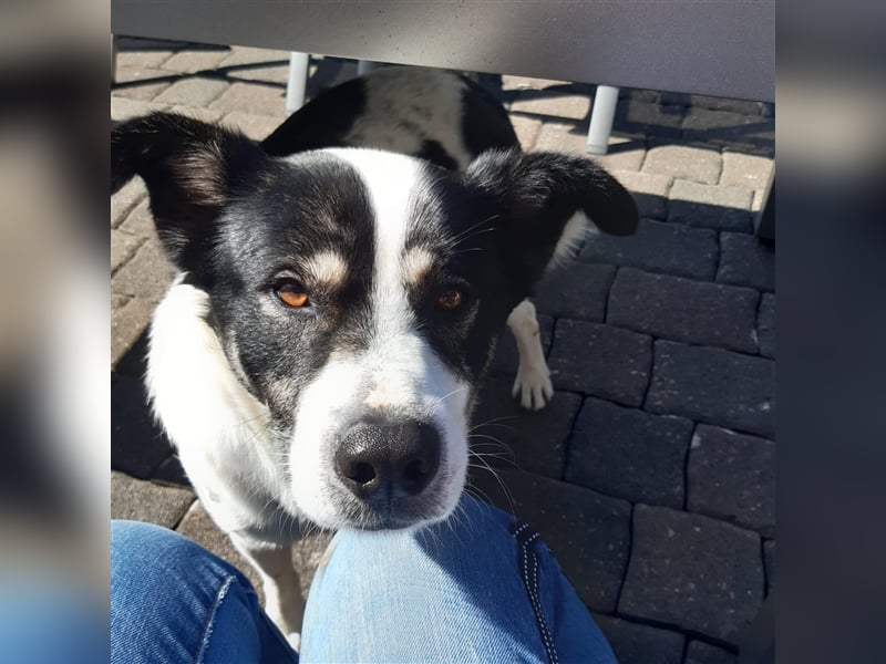 Kalle sucht für immer Zuhause