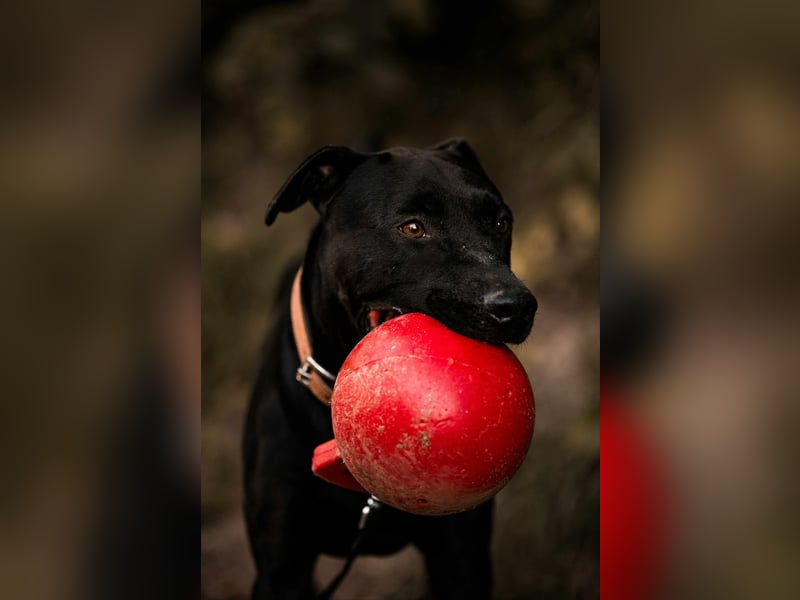 Lucky - treuer Begleiter