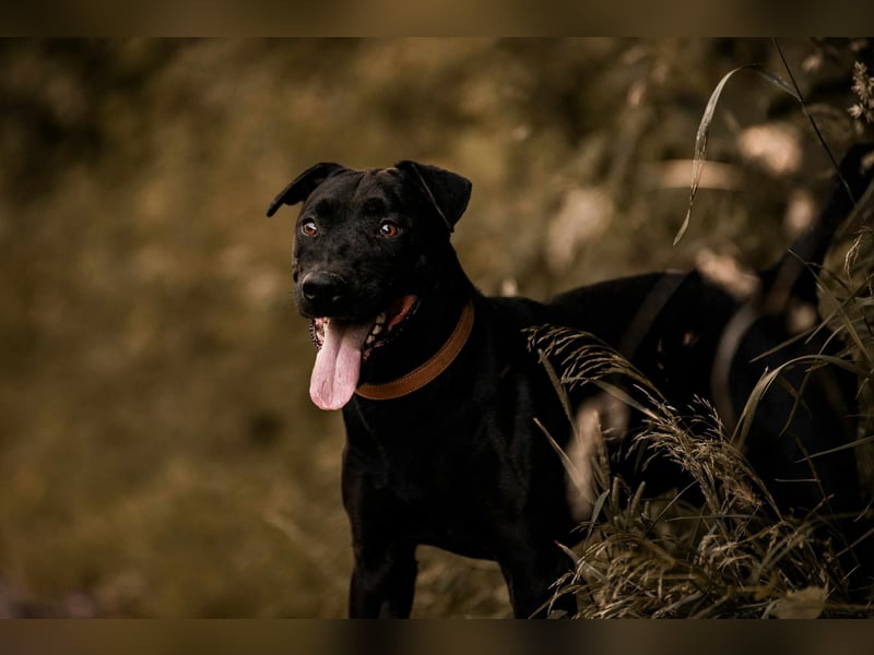 Lucky - treuer Begleiter