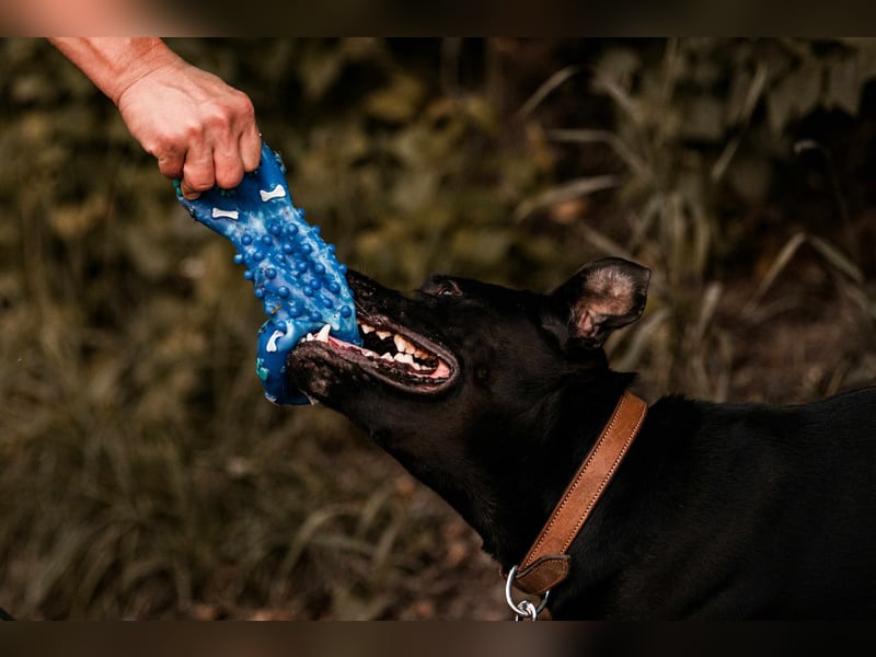 Lucky - treuer Begleiter