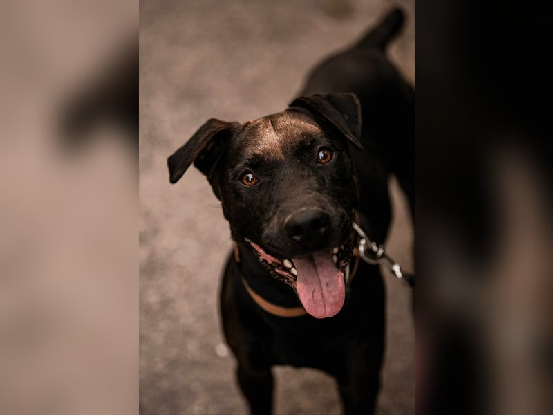 Lucky - treuer Begleiter
