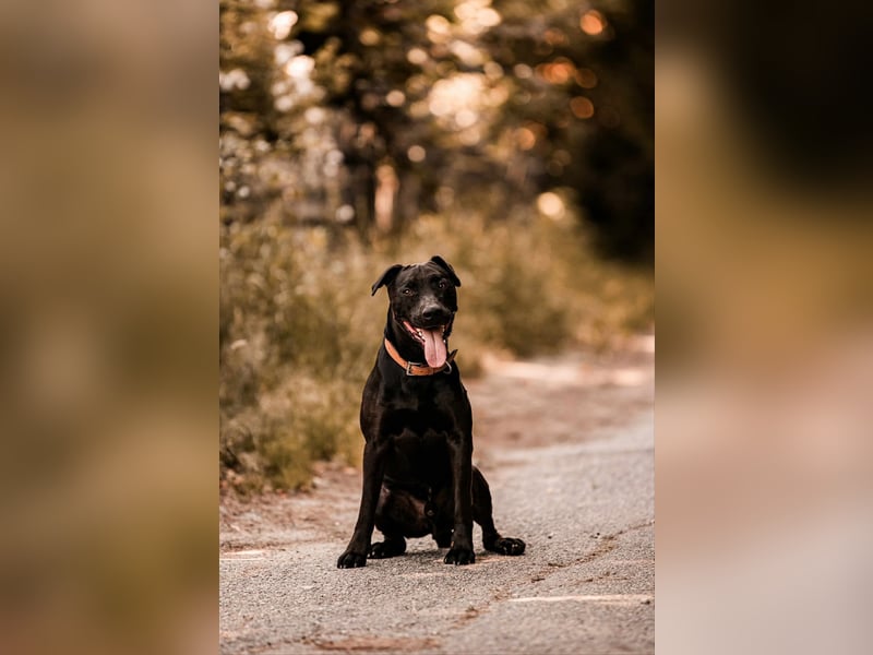 Lucky - treuer Begleiter