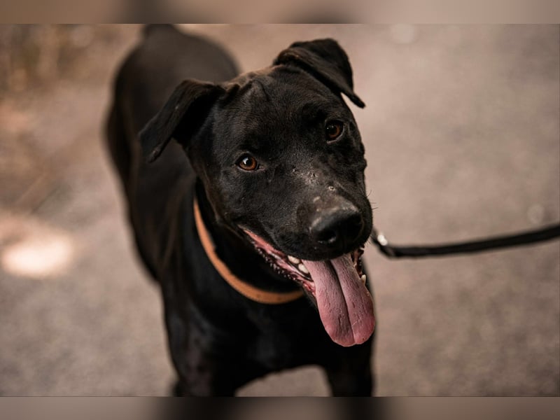 Lucky - treuer Begleiter