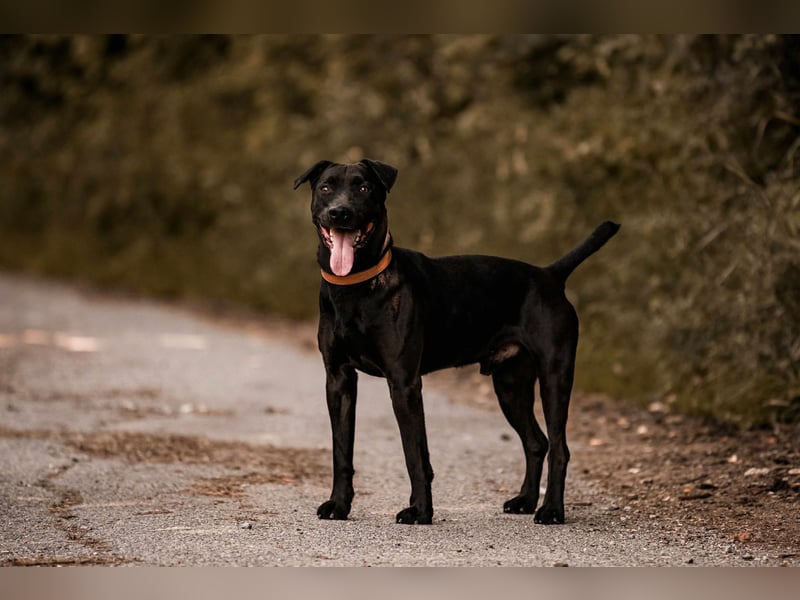 Lucky - treuer Begleiter