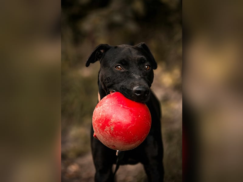 Lucky - treuer Begleiter