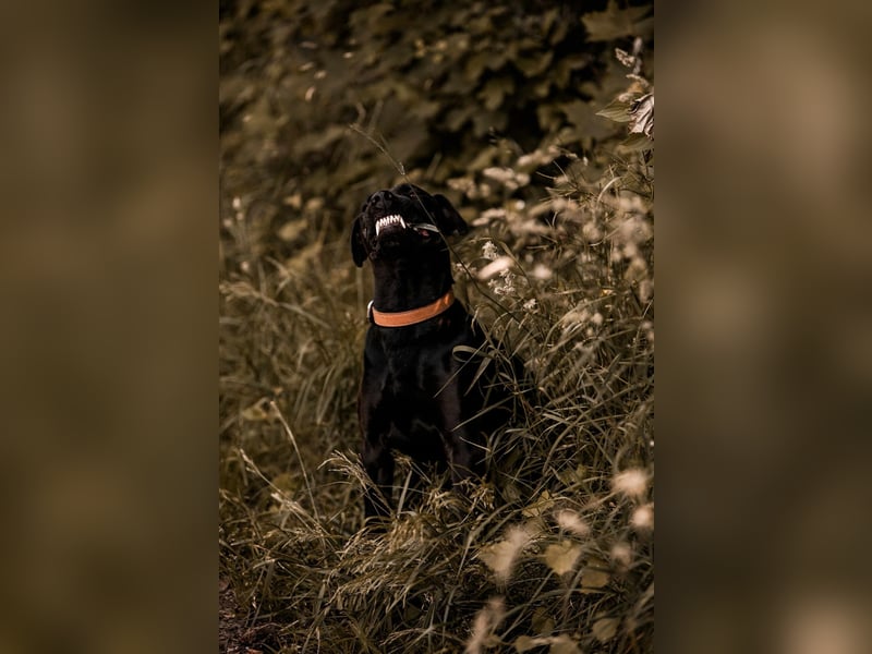 Lucky - treuer Begleiter