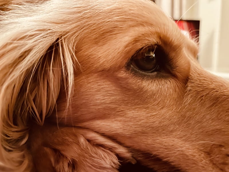 Working Cocker Spaniel X Münsterländer