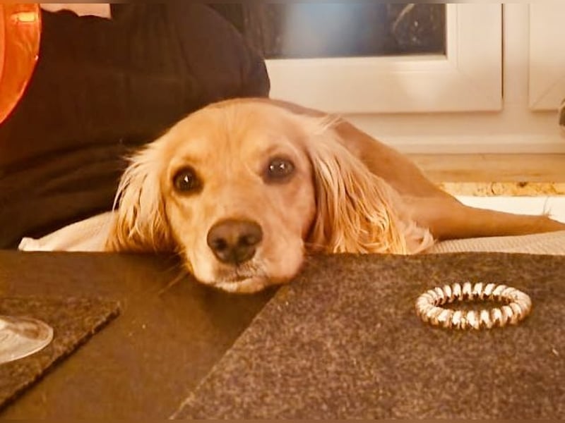 Working Cocker Spaniel X Münsterländer