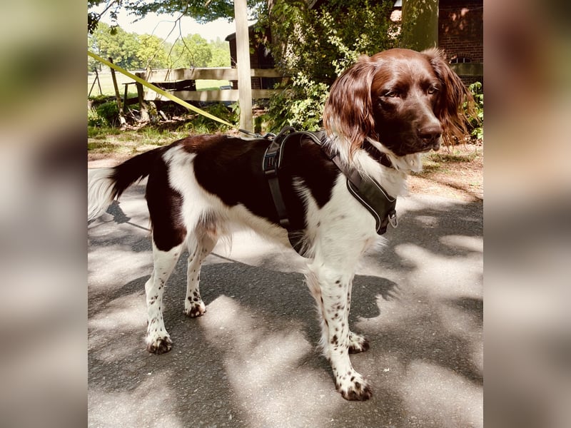 Working Cocker Spaniel X Münsterländer