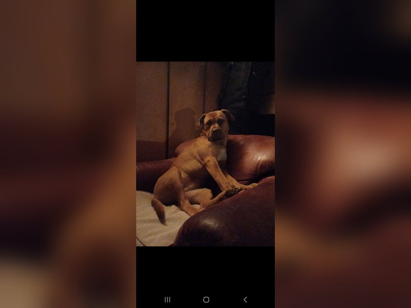 Nala sucht ein neues Zuhause