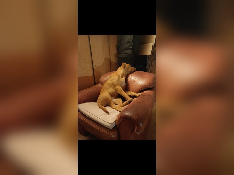 Nala sucht ein neues Zuhause