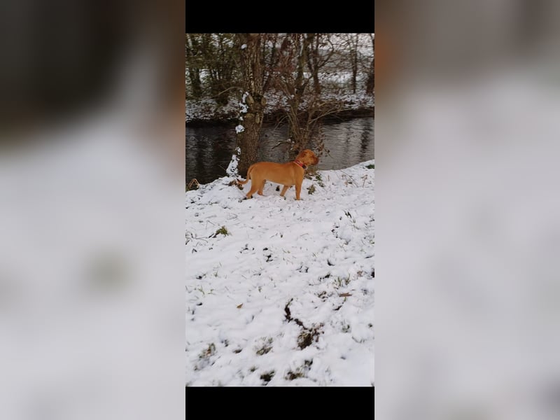 Nala sucht ein neues Zuhause