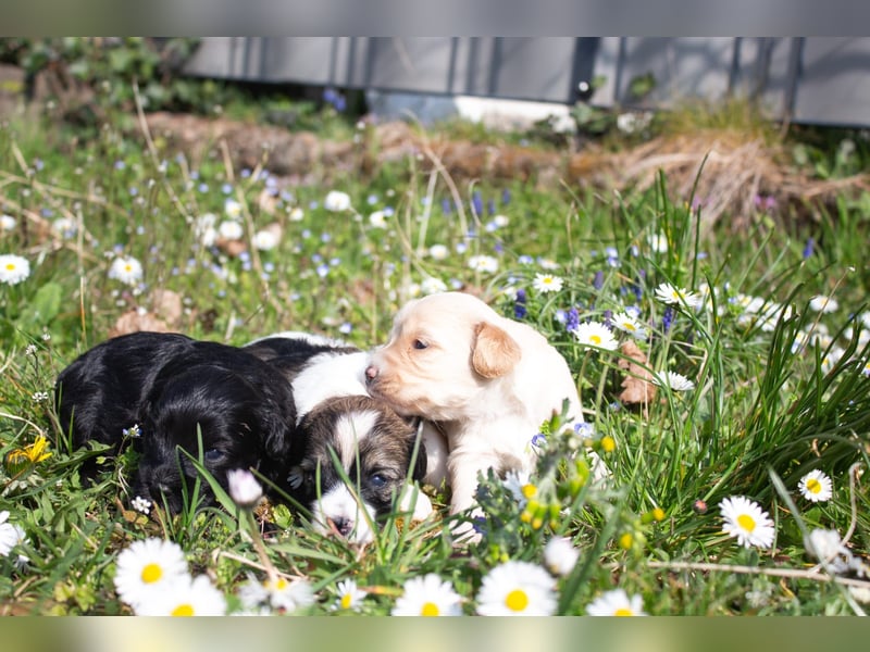 Fröhliche Tibet Doodle Welpen (Tibipoo) mit Papieren aus Familienzucht