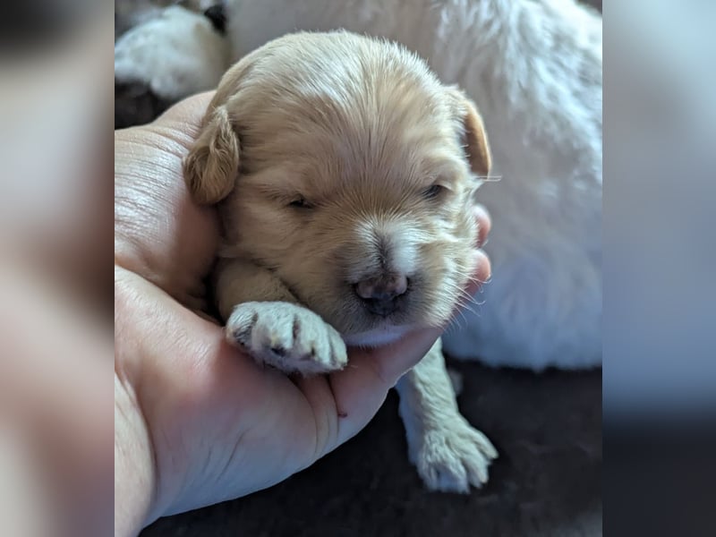 Fröhliche Tibet Doodle Welpen (Tibipoo) mit Papieren aus Familienzucht
