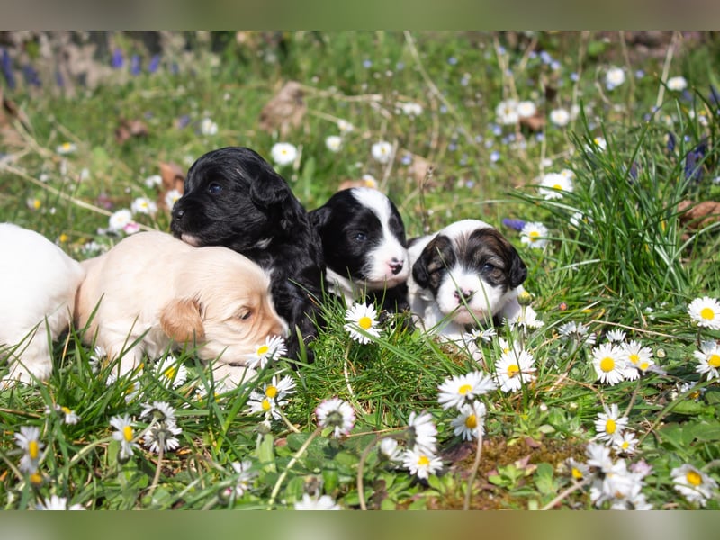 Fröhliche Tibet Doodle Welpen (Tibipoo) mit Papieren aus Familienzucht