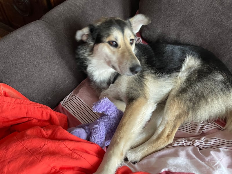 Der freundliche Rüde Goofy sucht eine liebevolle Familie