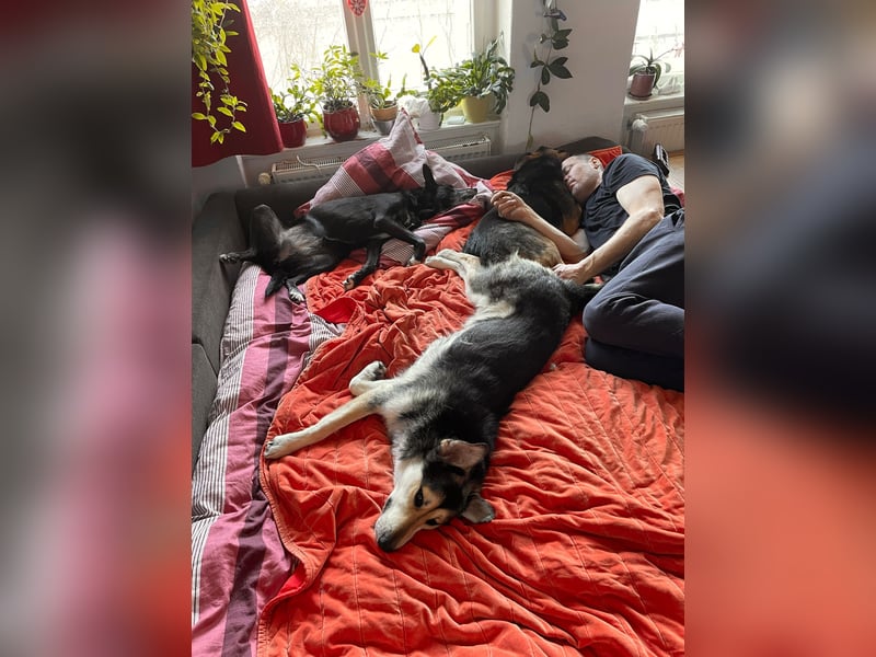 Der freundliche Rüde Goofy sucht eine liebevolle Familie