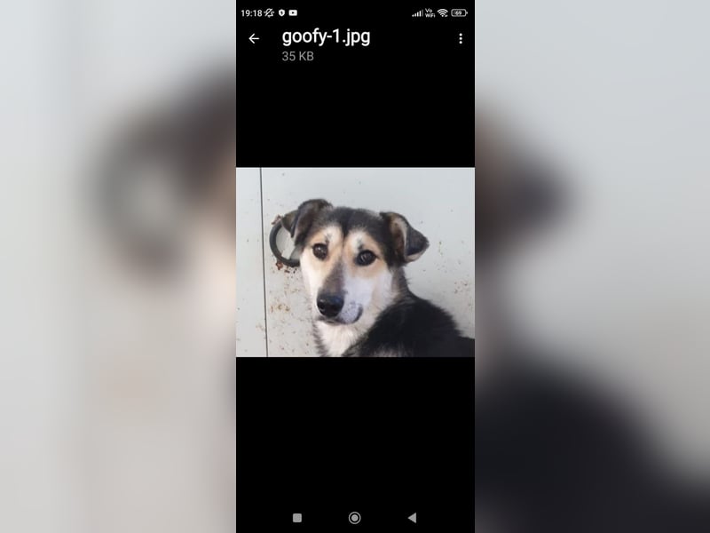 Der freundliche Rüde Goofy sucht eine liebevolle Familie