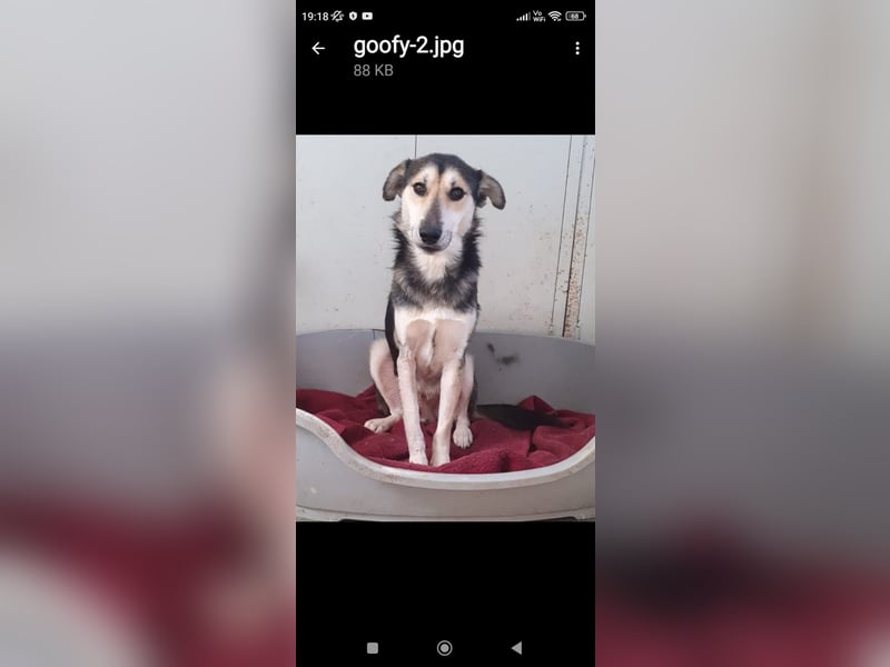 Der freundliche Rüde Goofy sucht eine liebevolle Familie