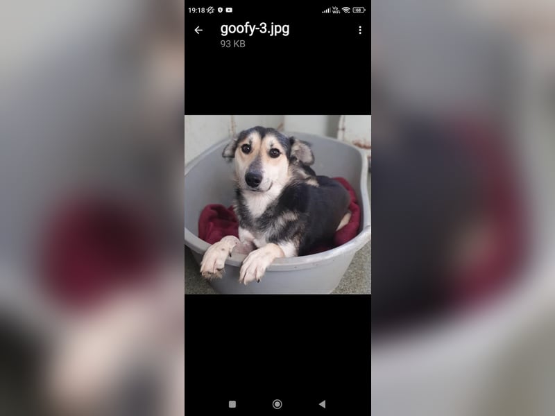 Der freundliche Rüde Goofy sucht eine liebevolle Familie