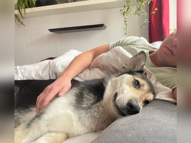 Der freundliche Rüde Goofy sucht eine liebevolle Familie
