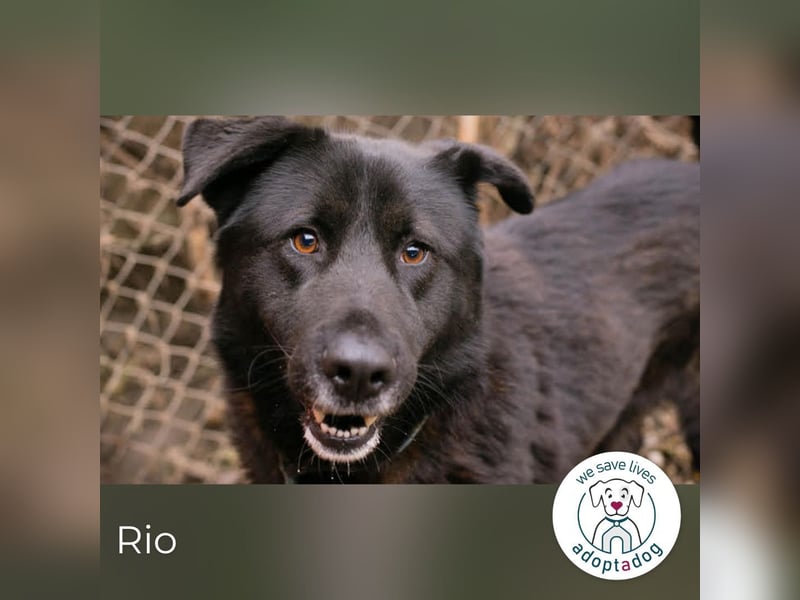 Rio– ein Hund mit Herz am rechten Fleck!