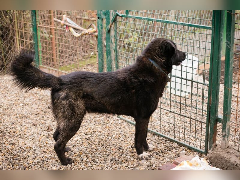 Rio– ein Hund mit Herz am rechten Fleck!