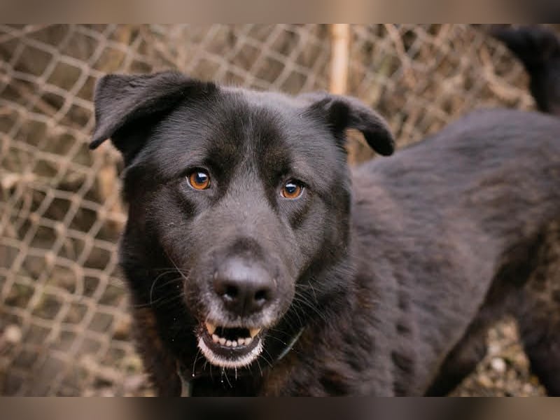 Rio– ein Hund mit Herz am rechten Fleck!