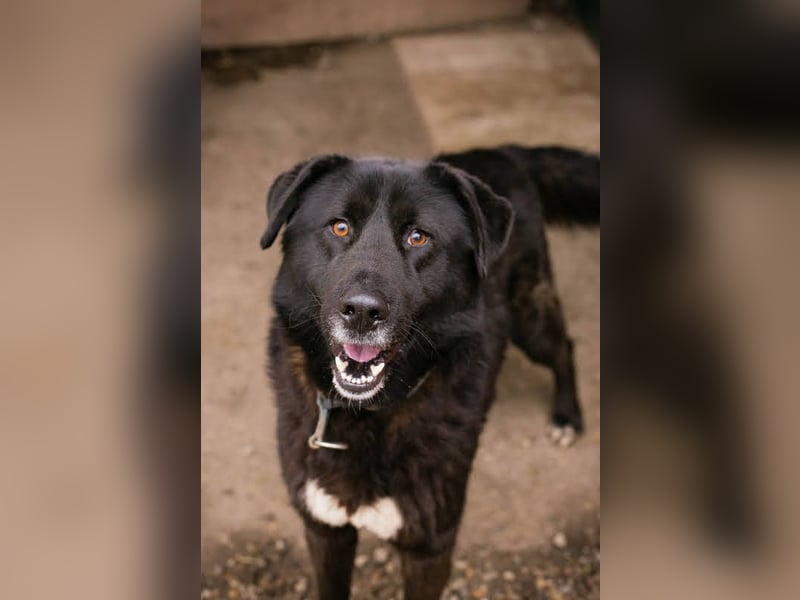 Rio– ein Hund mit Herz am rechten Fleck!