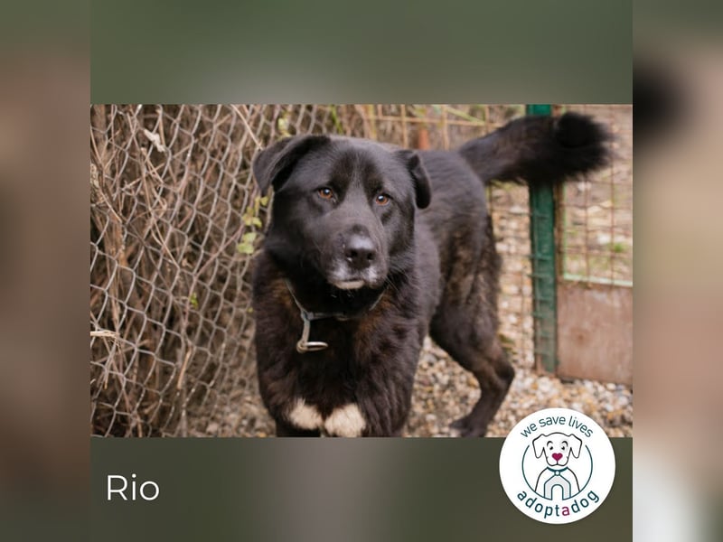 Rio– ein Hund mit Herz am rechten Fleck!