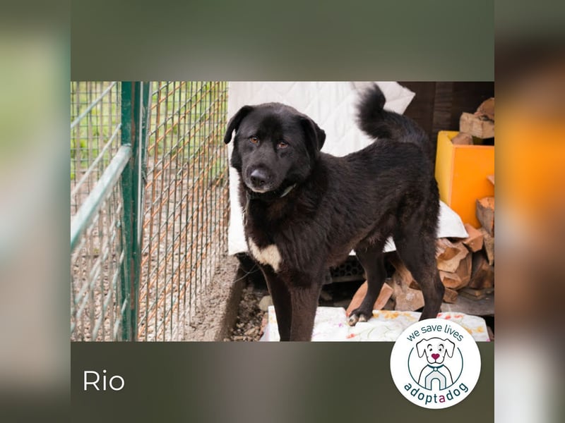 Rio– ein Hund mit Herz am rechten Fleck!