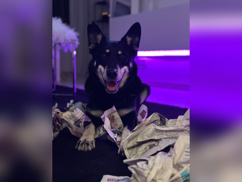 Aiko sucht ein ruhiges Zuhause mit Herz, Struktur und klarer Führung