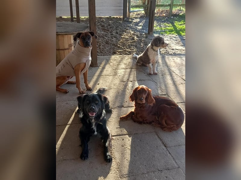 Buddy - aktiver Golden Aussie  wartet in Melle