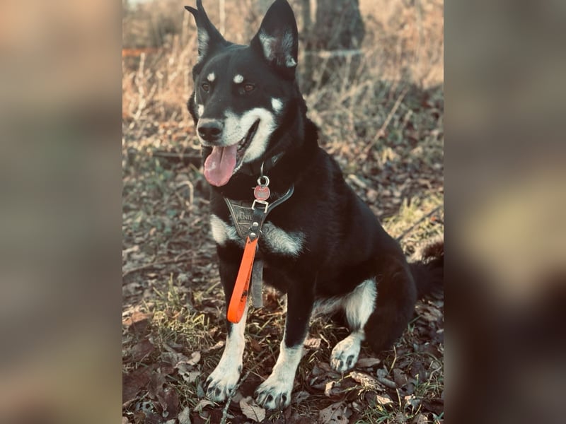 Aiko sucht ein ruhiges Zuhause mit Herz, Struktur und klarer Führung