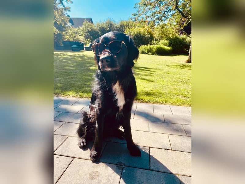 Buddy - aktiver Golden Aussie  wartet in Melle