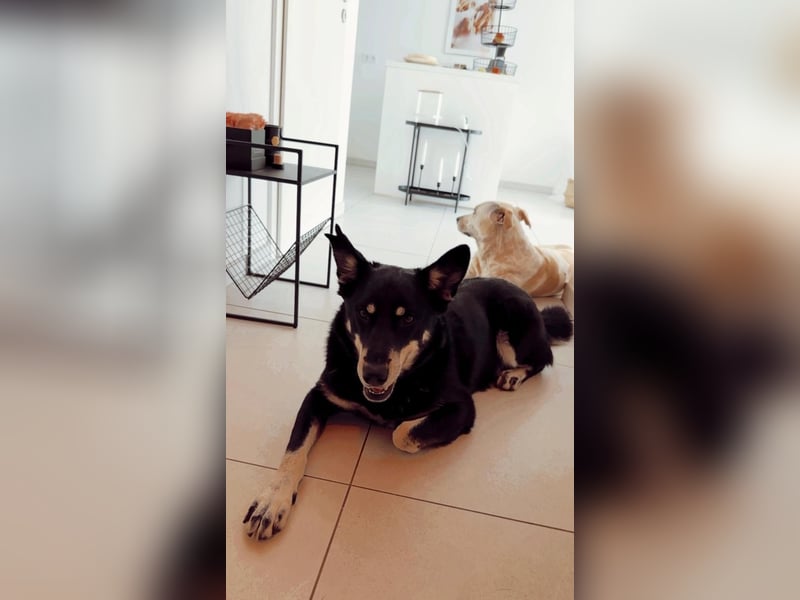 Aiko sucht ein ruhiges Zuhause mit Herz, Struktur und klarer Führung