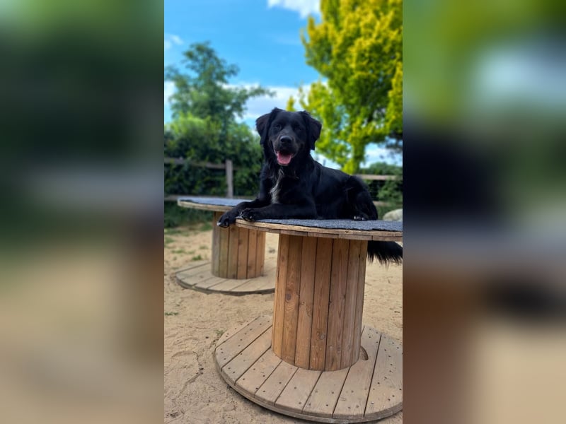 Buddy - aktiver Golden Aussie  wartet in Melle