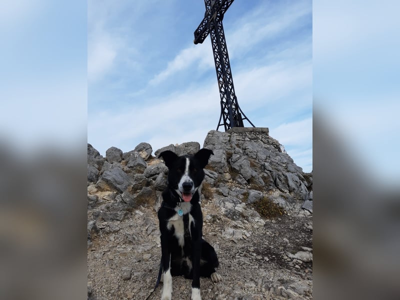 Zip - schlauer Charakterkopf sucht erfahrenes Zuhause (wartet in 73277)