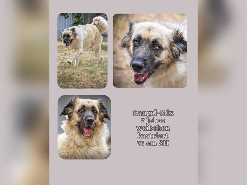 Seelenhund Mira wartet im Tierheim Forchheim auf ihr Für-Immer-Zuhause