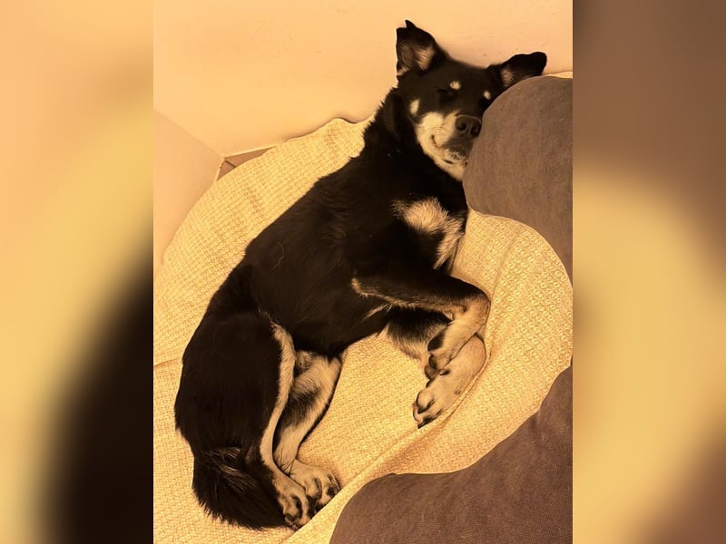 Aiko sucht ein ruhiges Zuhause mit Herz, Struktur und klarer Führung