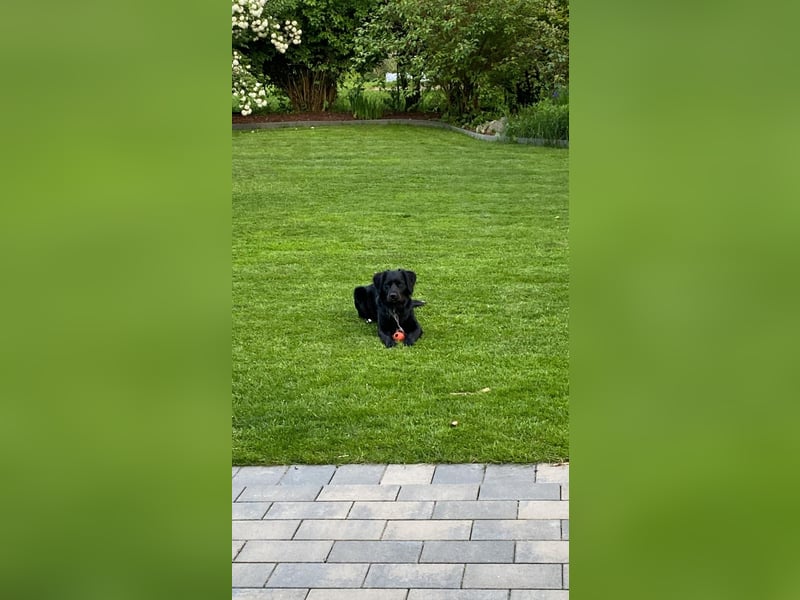 Buddy - aktiver Golden Aussie  wartet in Melle