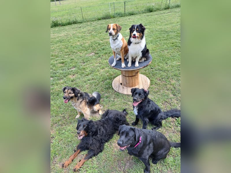 Buddy - aktiver Golden Aussie  wartet in Melle