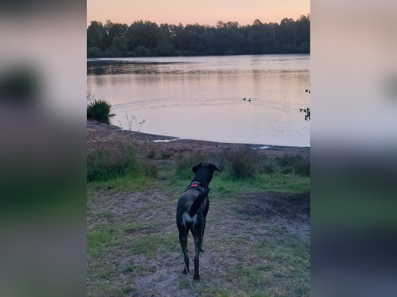 Laila – sensible Seele mit großem Herz sucht ruhiges Zuhause