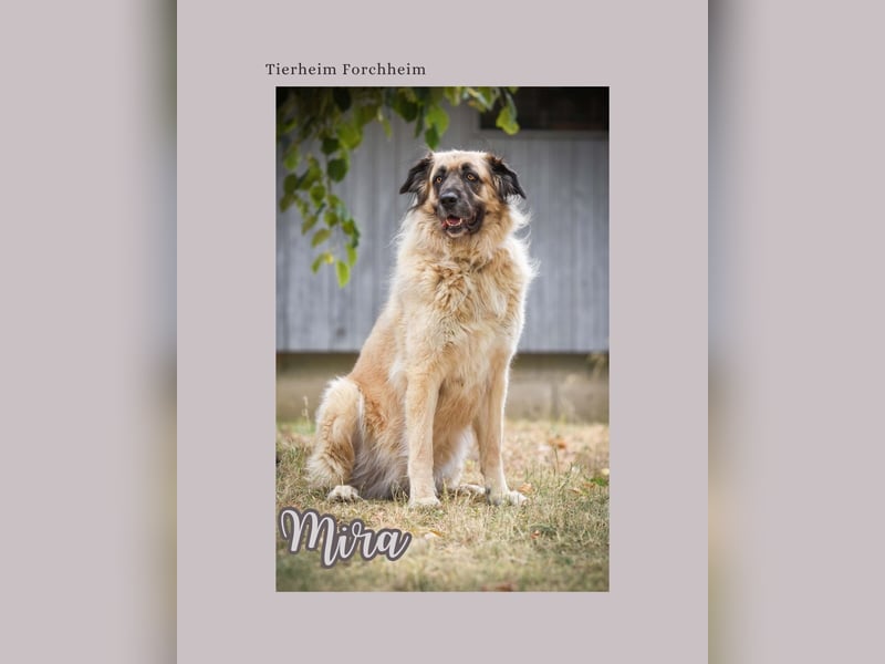 Seelenhund Mira wartet im Tierheim Forchheim auf ihr Für-Immer-Zuhause