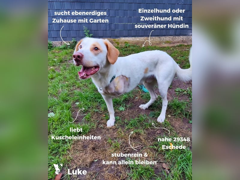 Luke - unser Dreibein sucht sein Zuhause für immer 