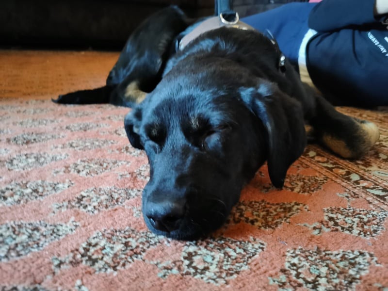 Laila – sensible Seele mit großem Herz sucht ruhiges Zuhause