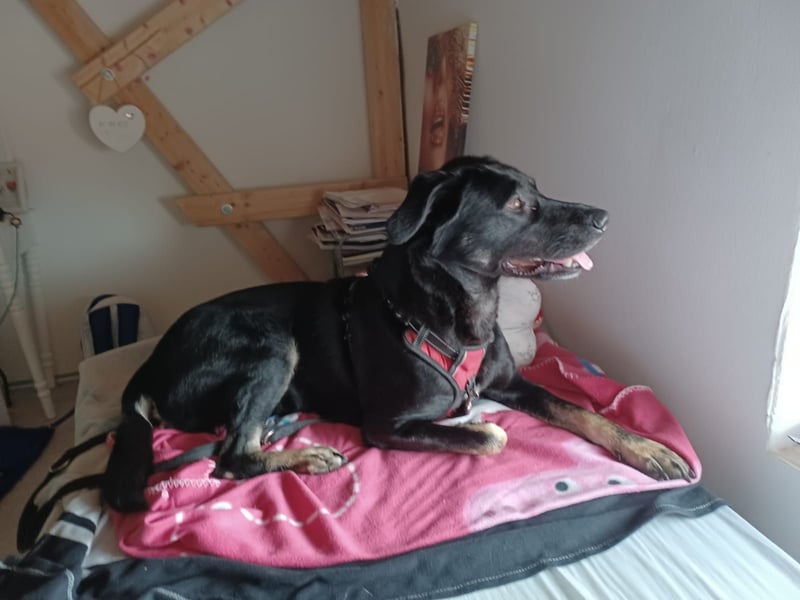 Laila – sensible Seele mit großem Herz sucht ruhiges Zuhause